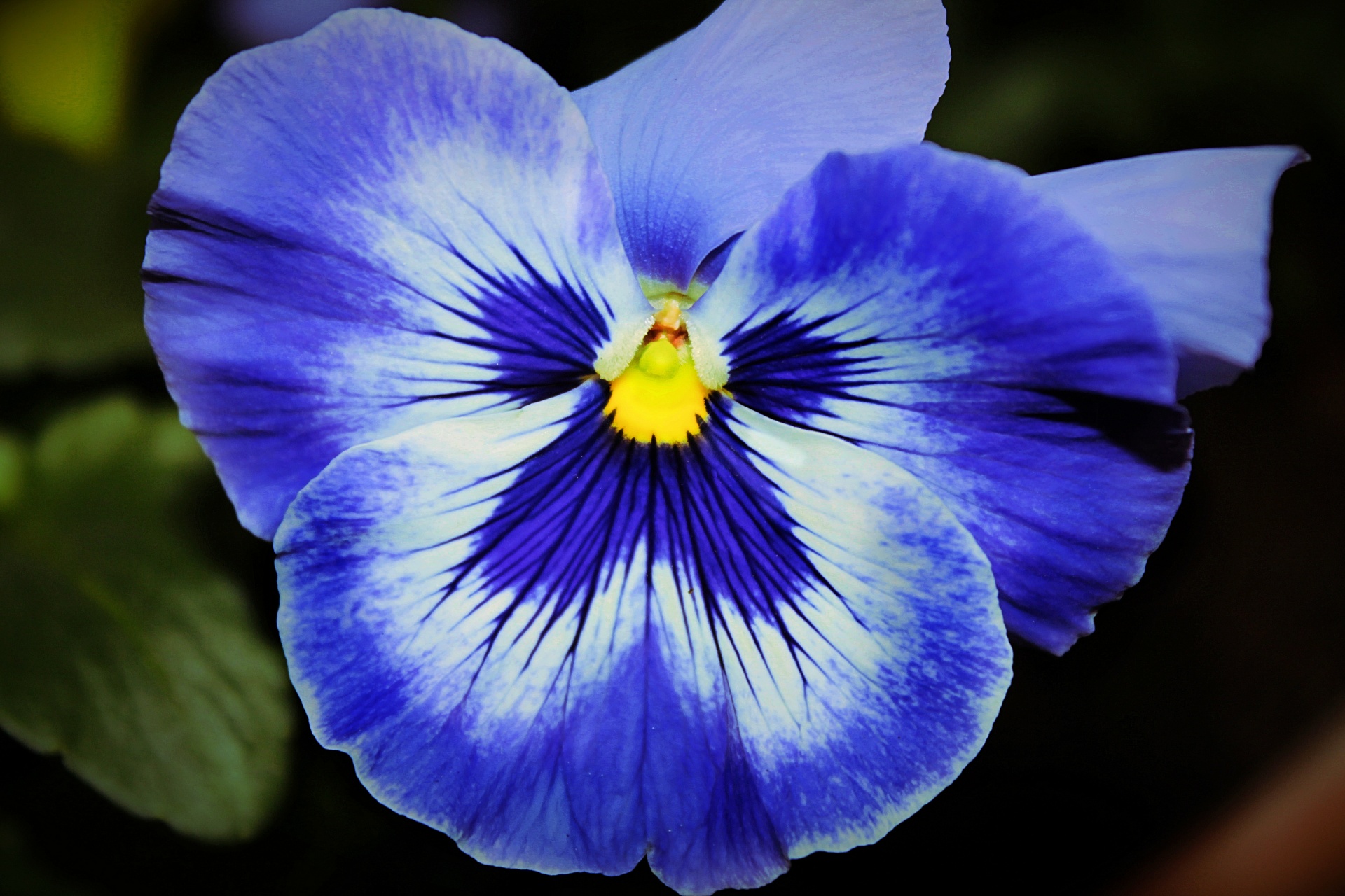 flower pansies flowers free photo