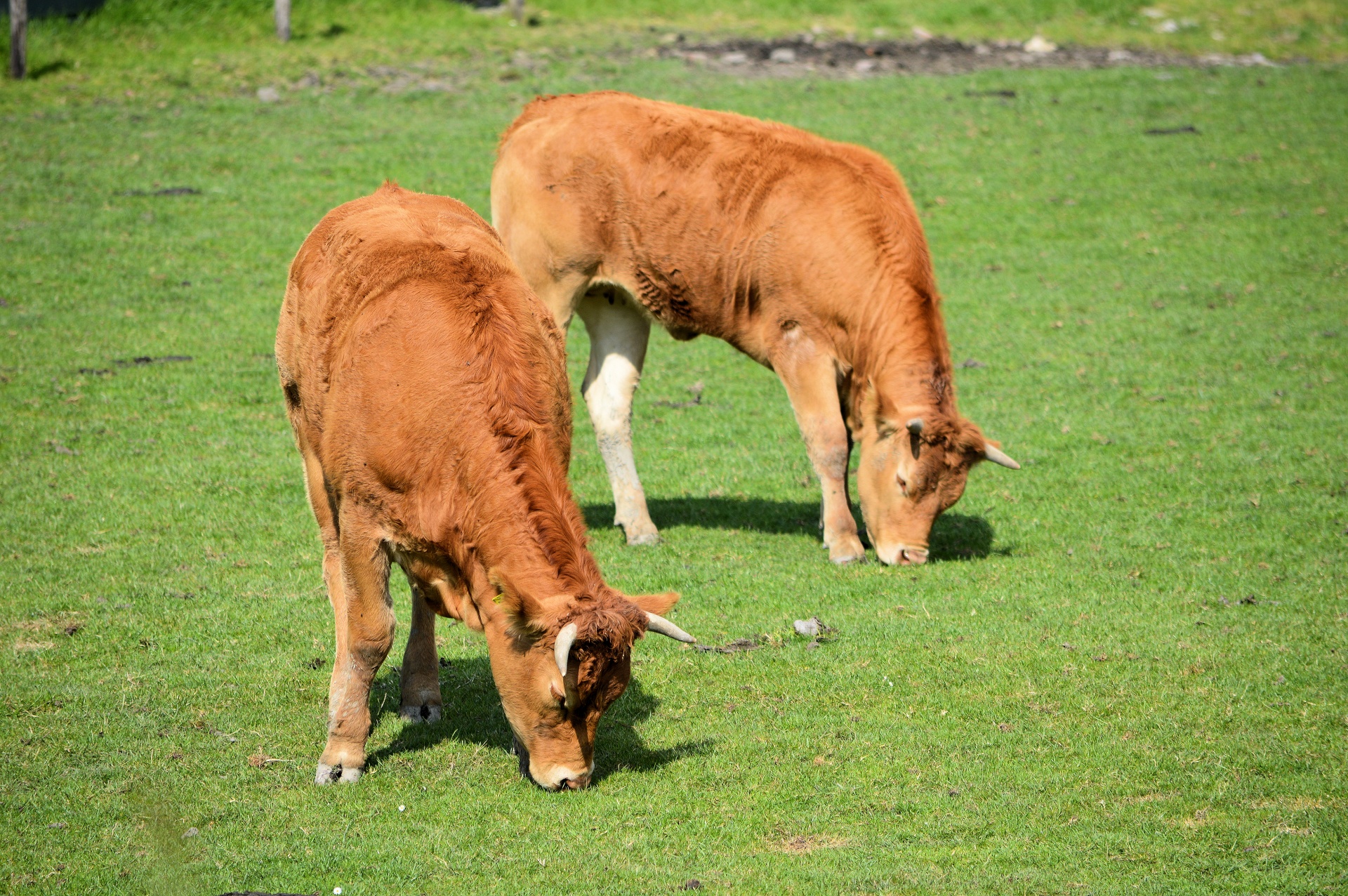 cow bull livestock free photo