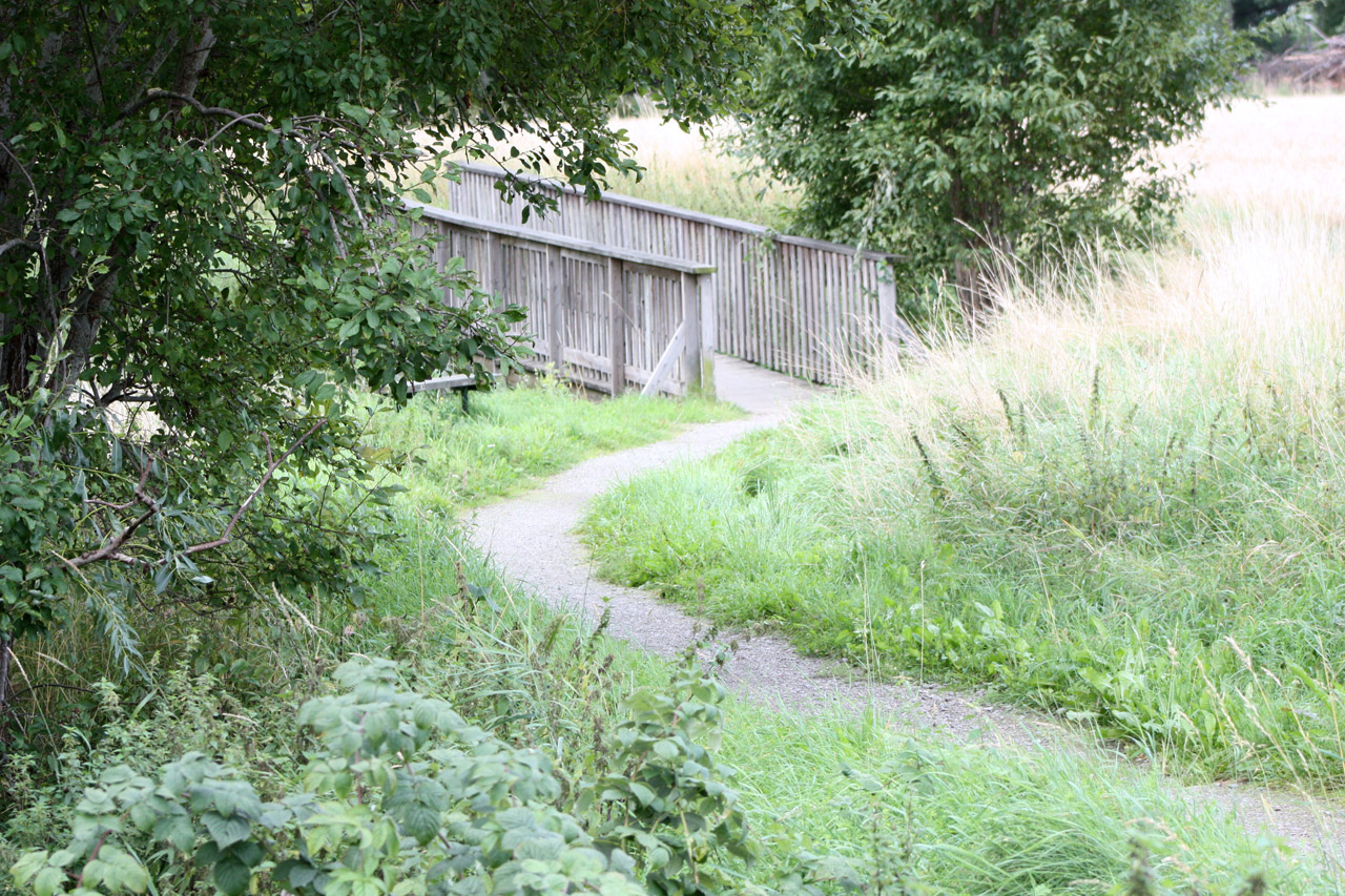 nature summer trails free photo