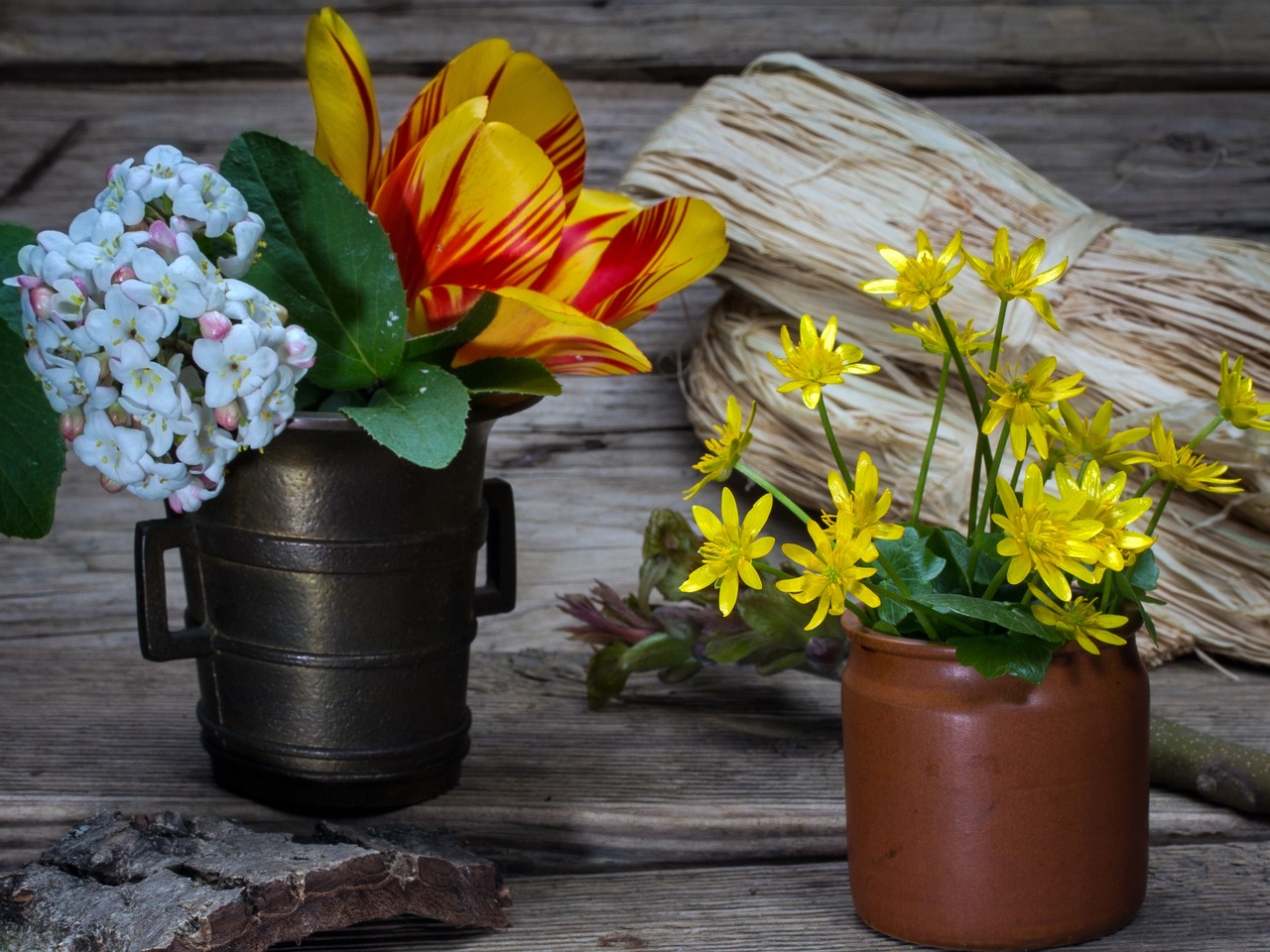 still life flowers cup free photo