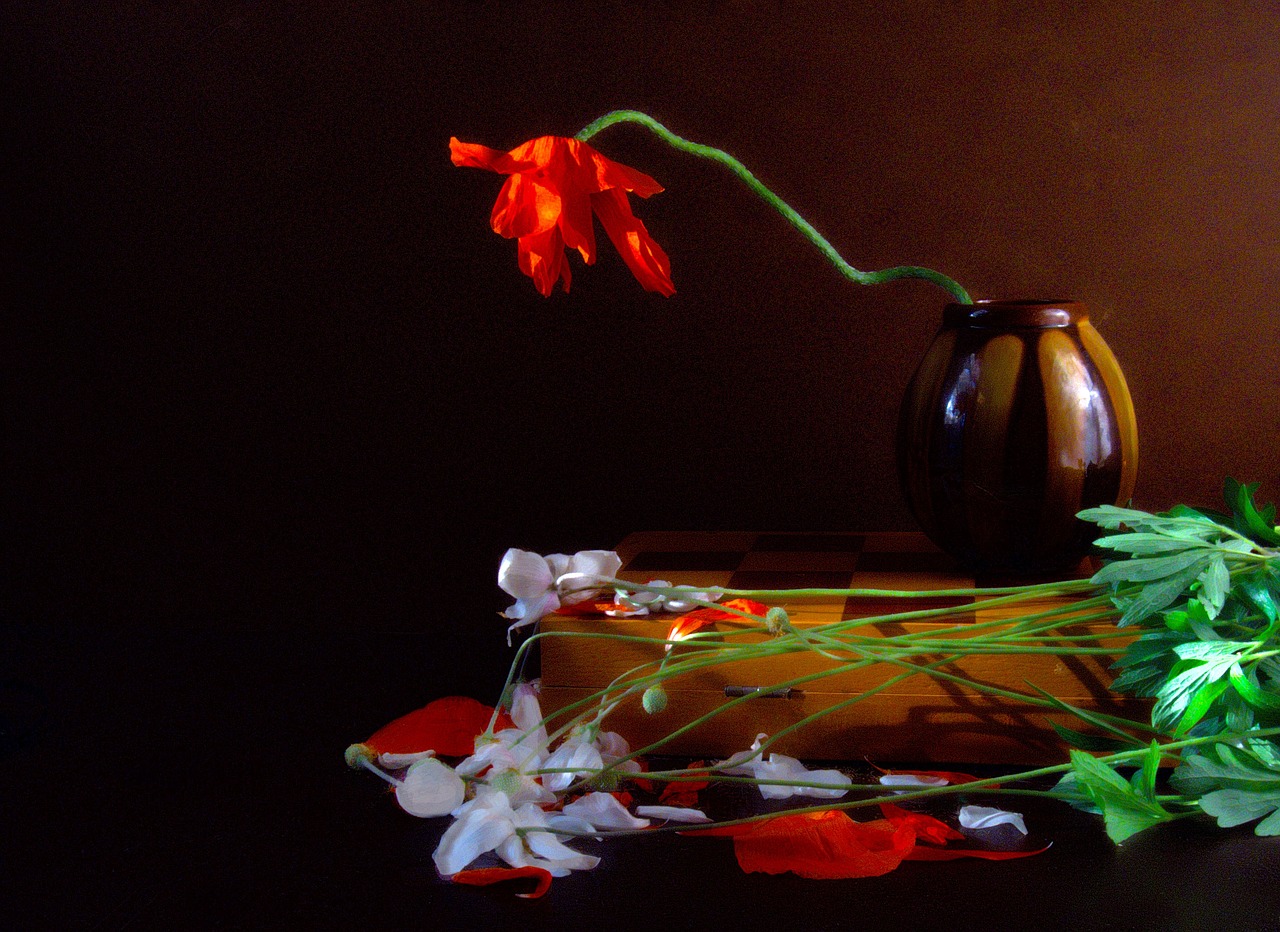 still life tulip flower free photo