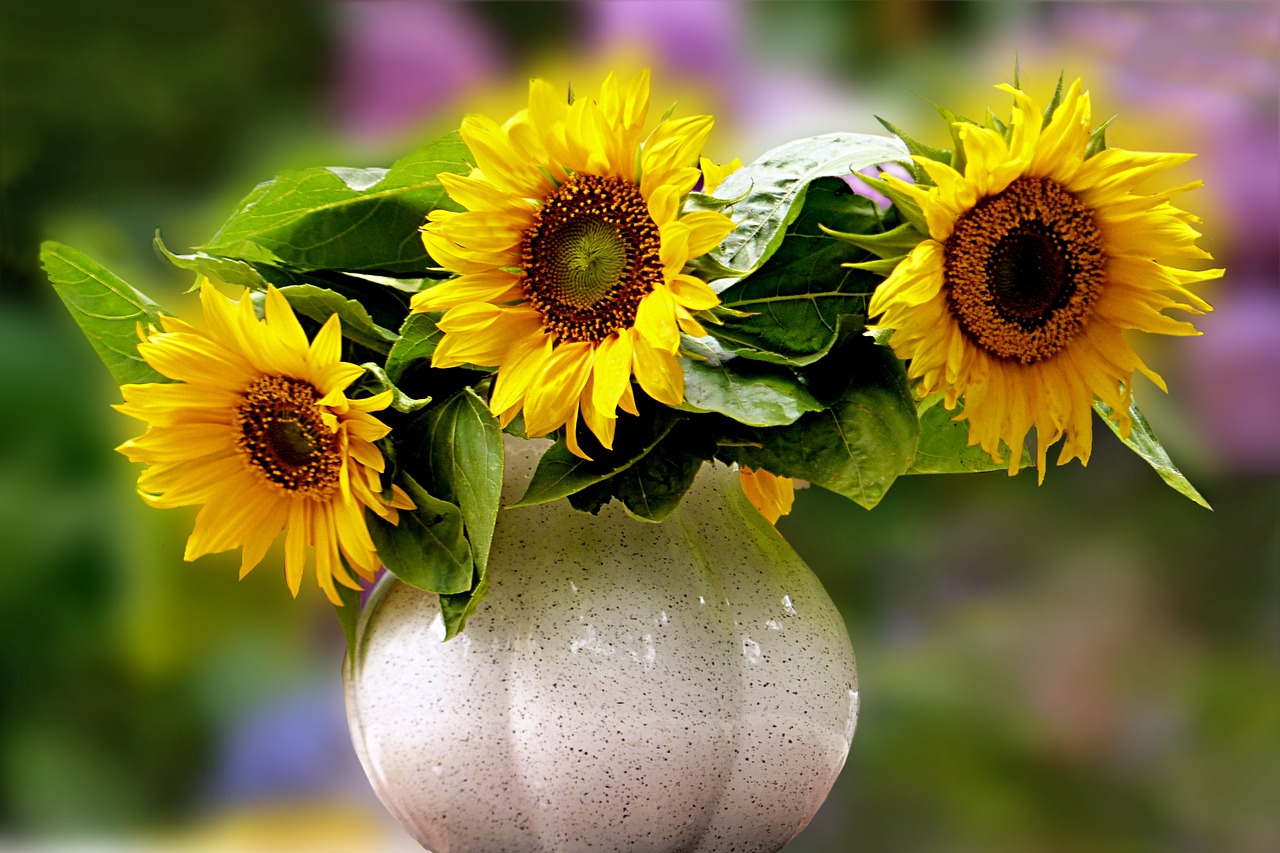 still life bouquet sun flower free photo