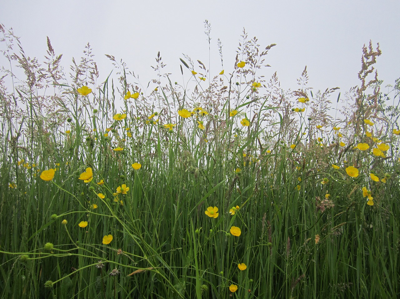 still life field flowers meadows free photo