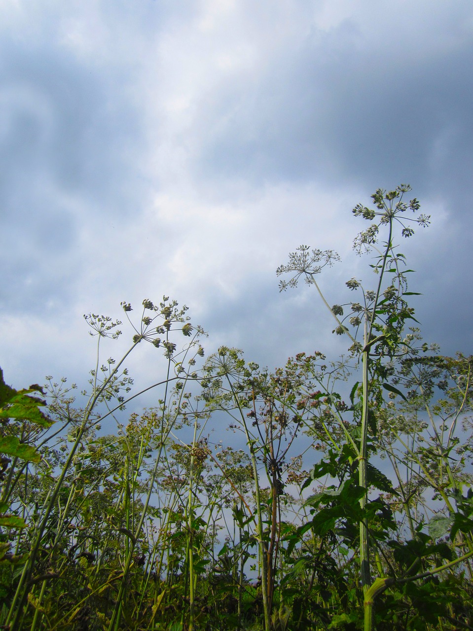 still life plants meadow flowers free photo