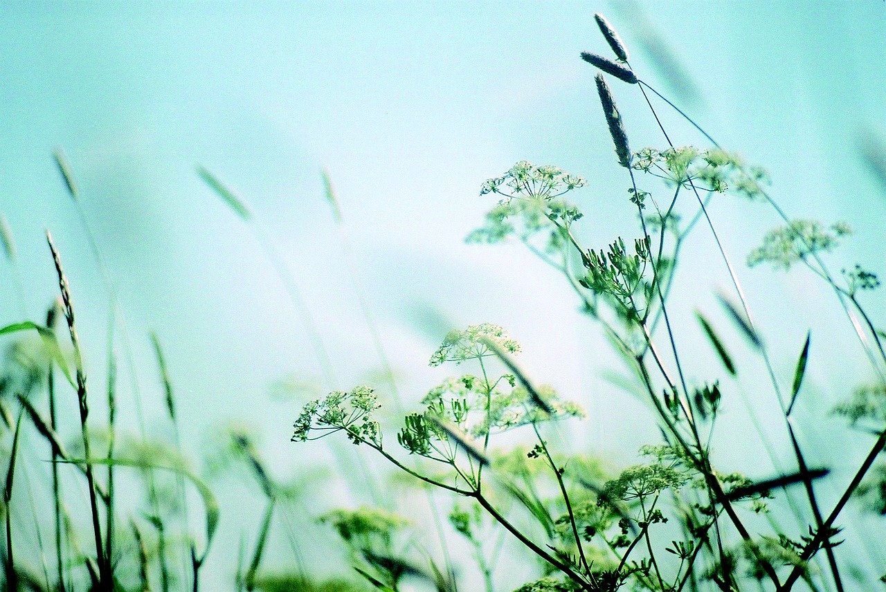 still life meadow flowers plants free photo