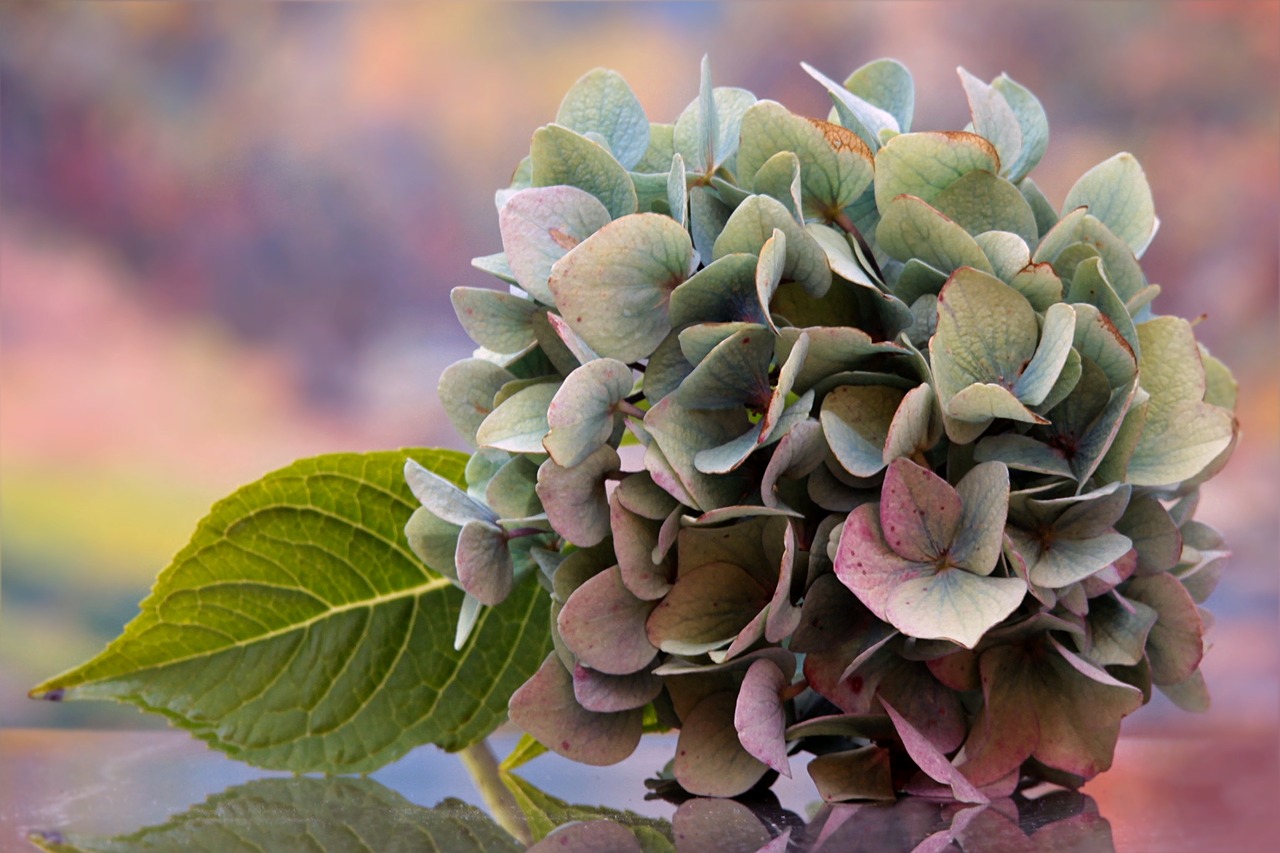 still life flower hydrangea free photo