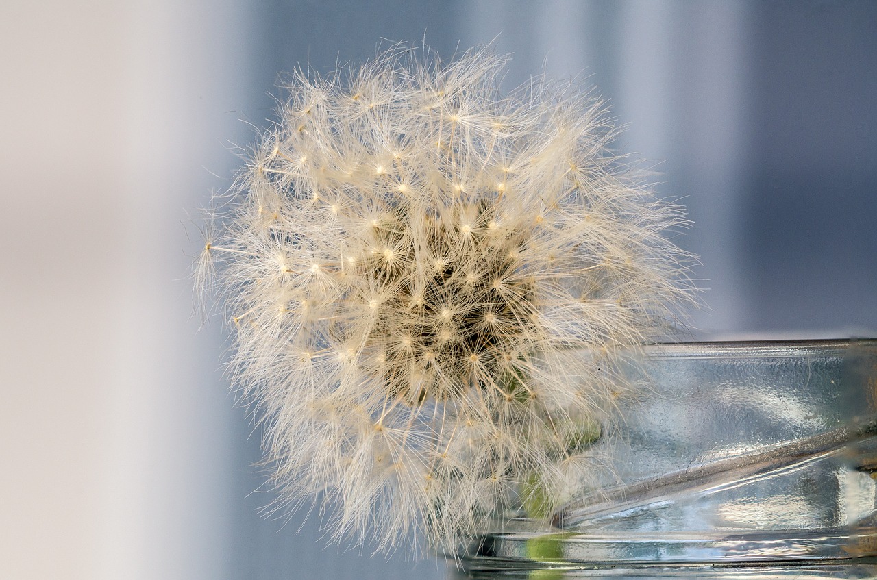 still life dandelion structure free photo