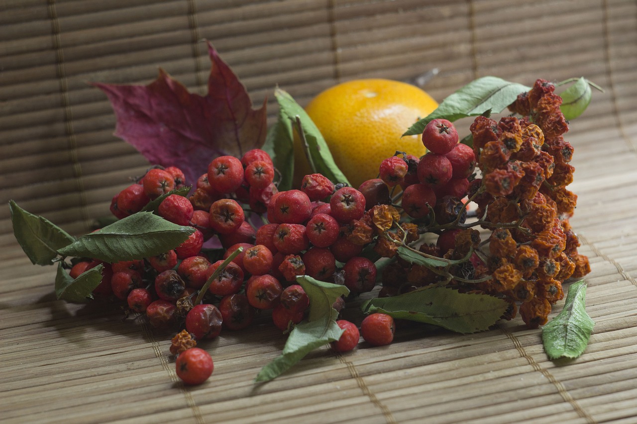 still life rowan fruit free photo