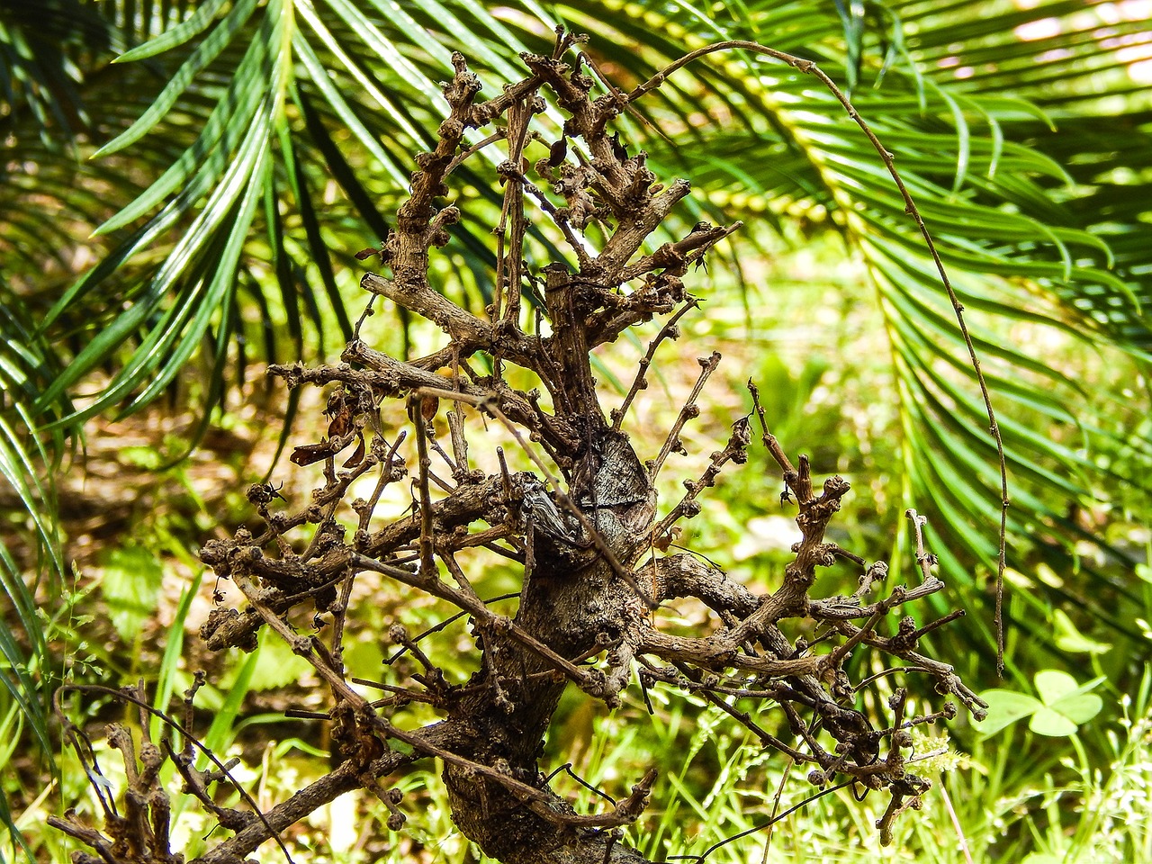 still life dry branch trunk free photo