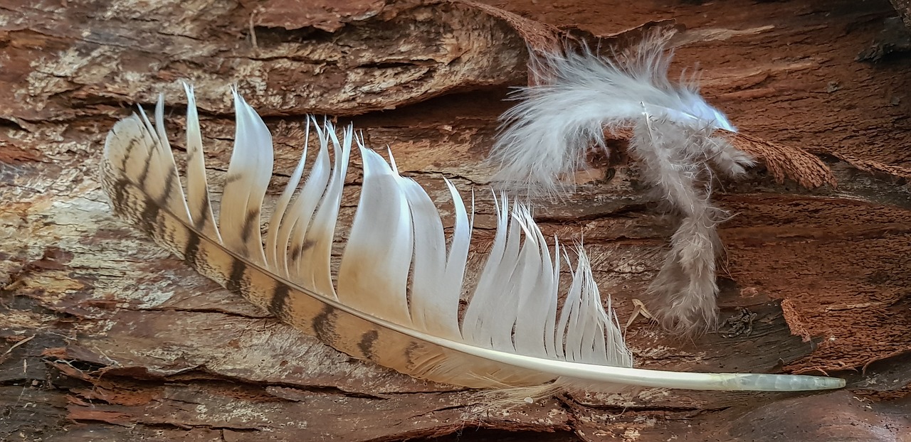 still life  feather  hunting free photo