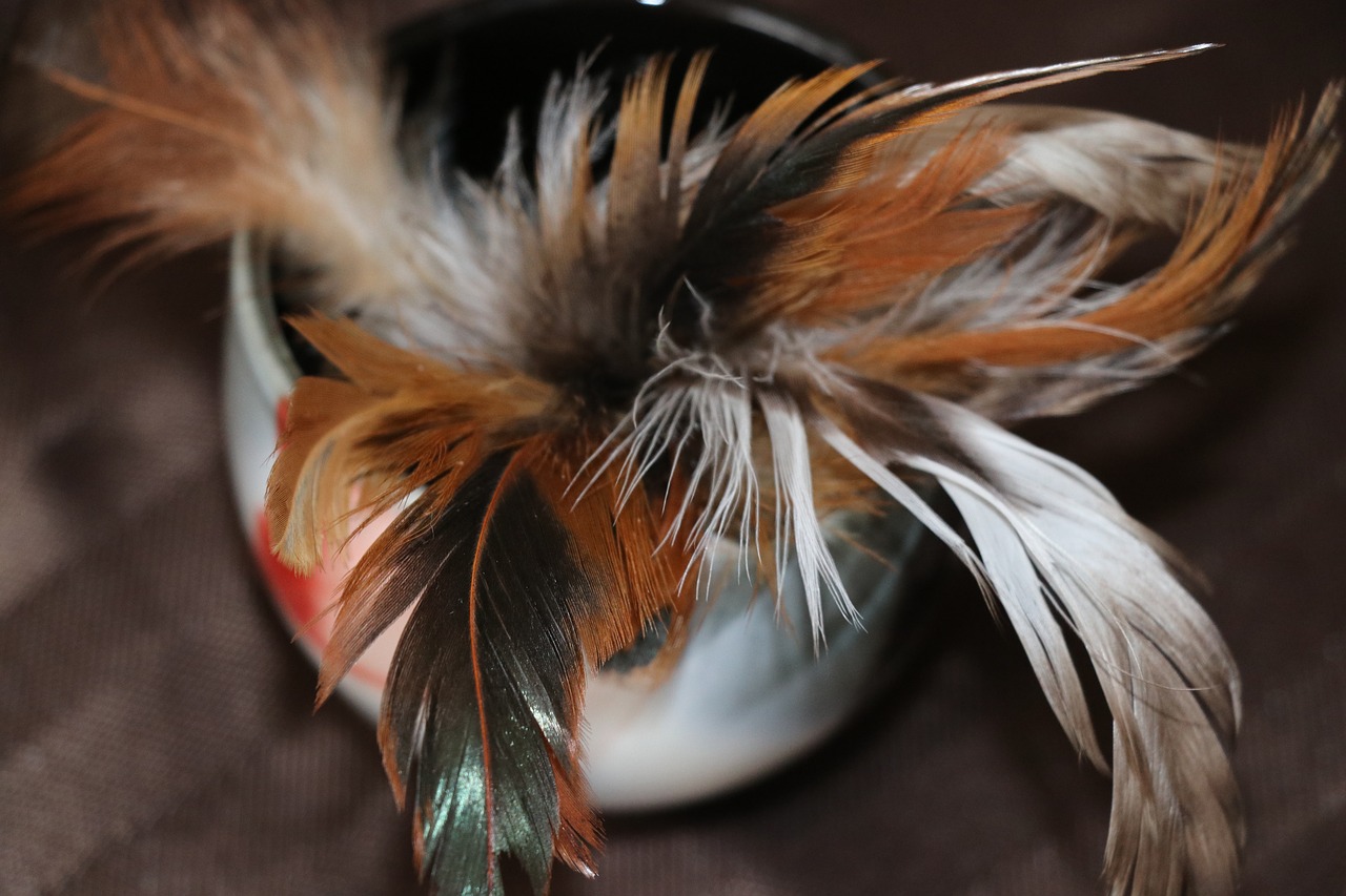 still life  cup  feathers free photo