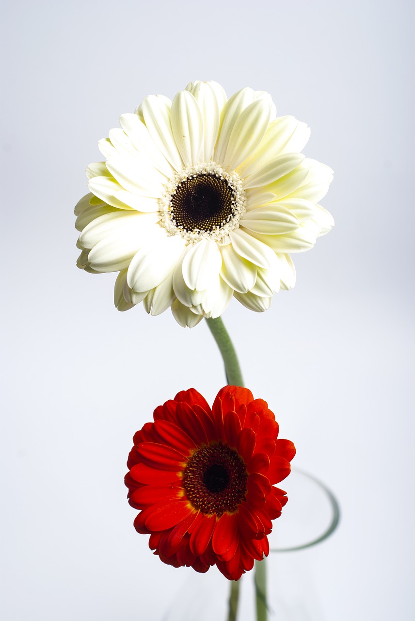 still life  flowers  decoration free photo