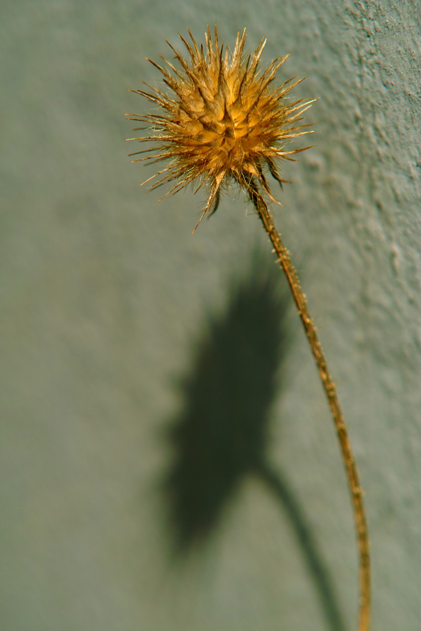 still life  plant  flower free photo