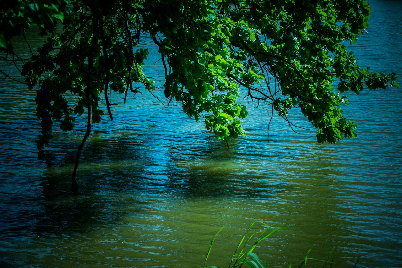 still life  lake  water free photo