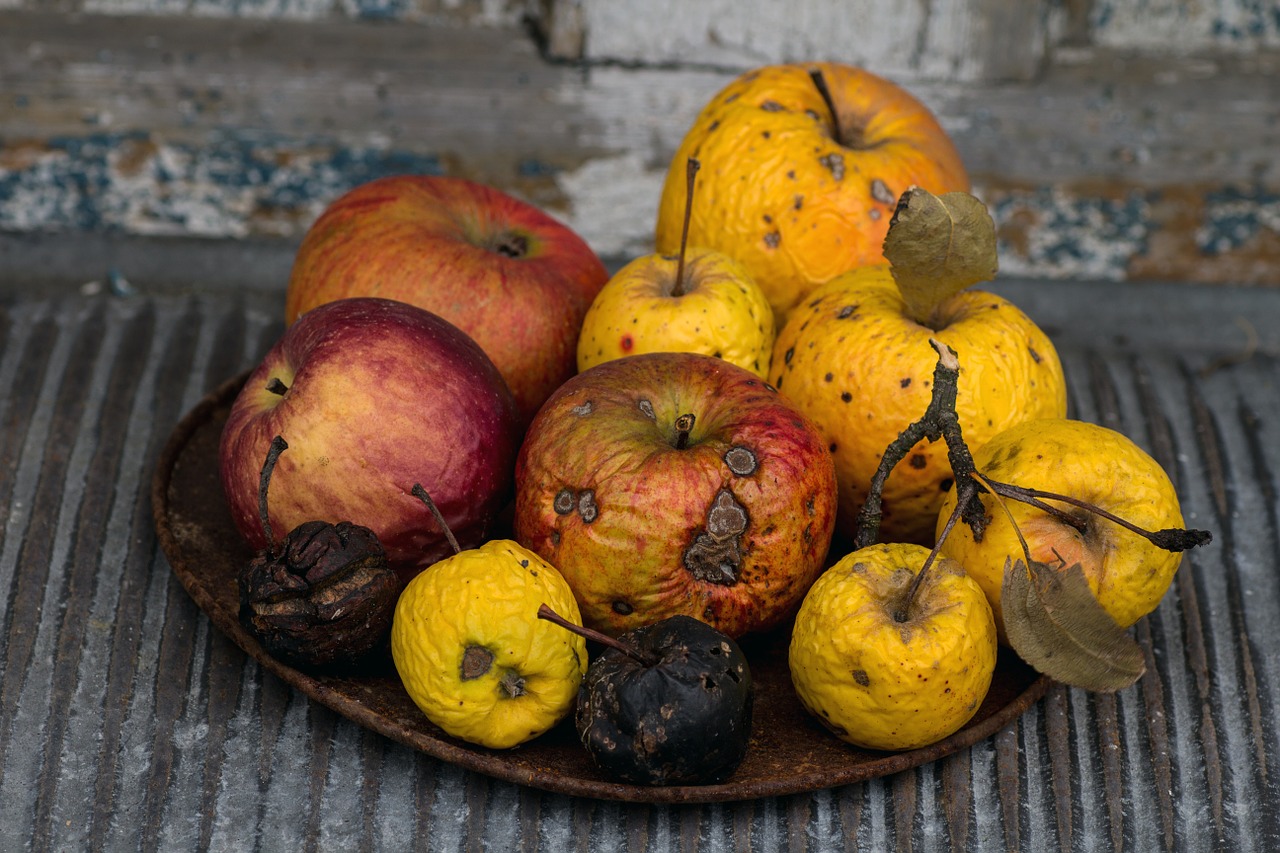 still life apple shell free photo