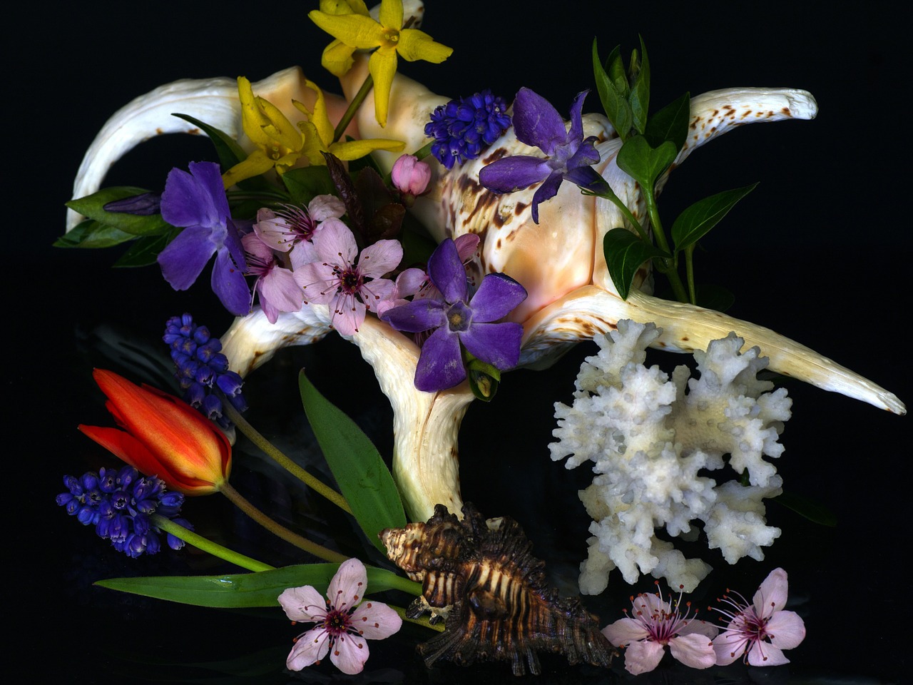 still life mussels flowers free photo