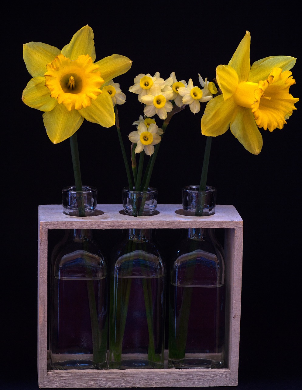 still life osterglocken yellow daffodils free photo