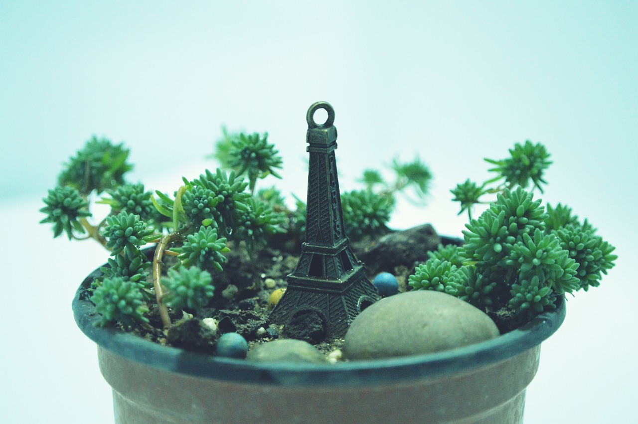 still life potted plants light free photo