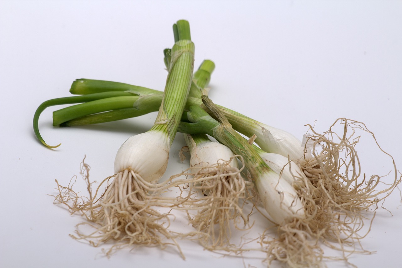 still life onion green free photo