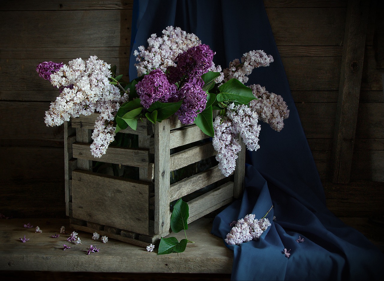 still life lilac shadow free photo