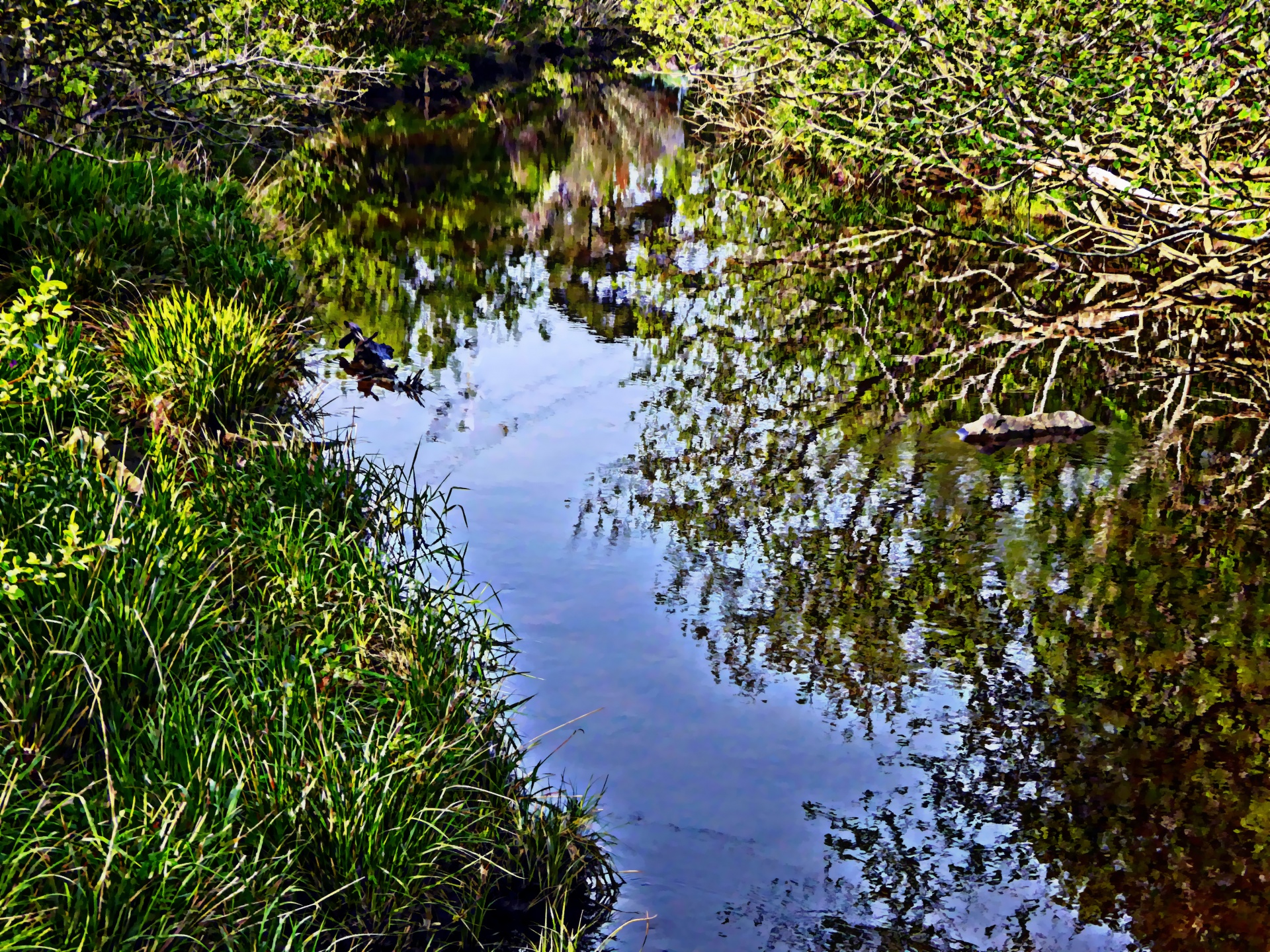 stream water reflective free photo