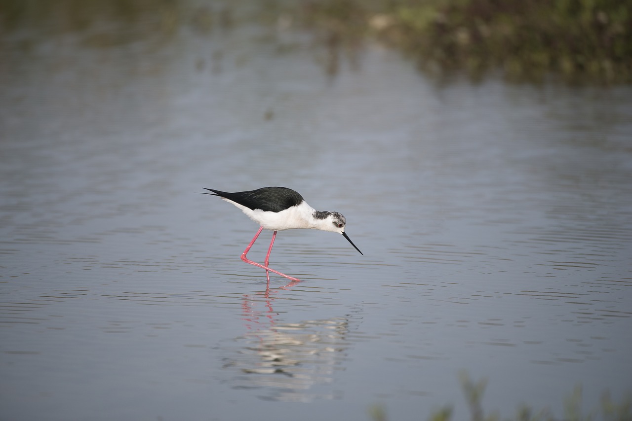 stilt bird field birds free photo