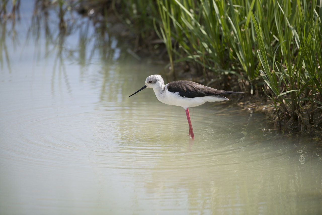 stilt bird field birds free photo