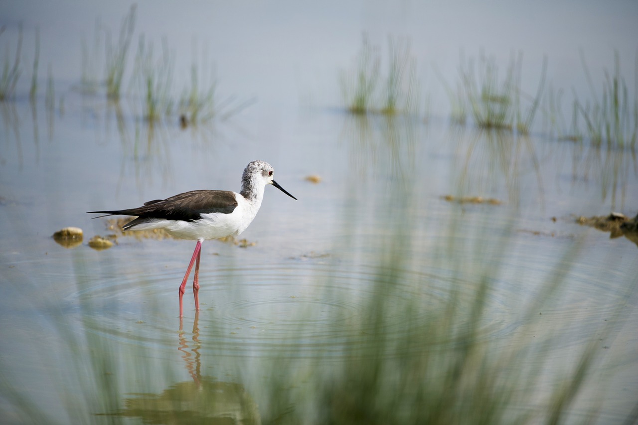 stilt bird field birds free photo