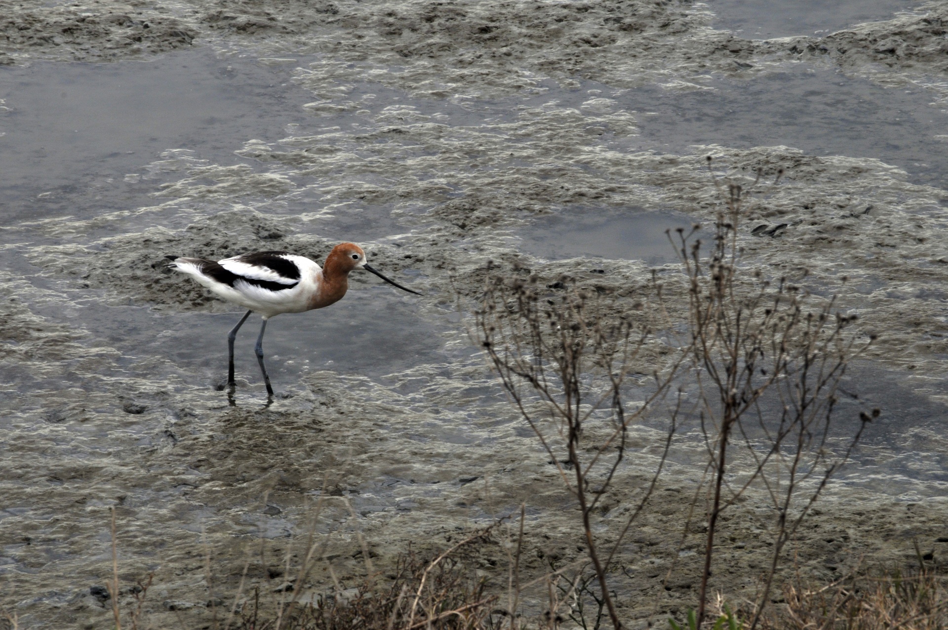 wetlands bird birds free photo
