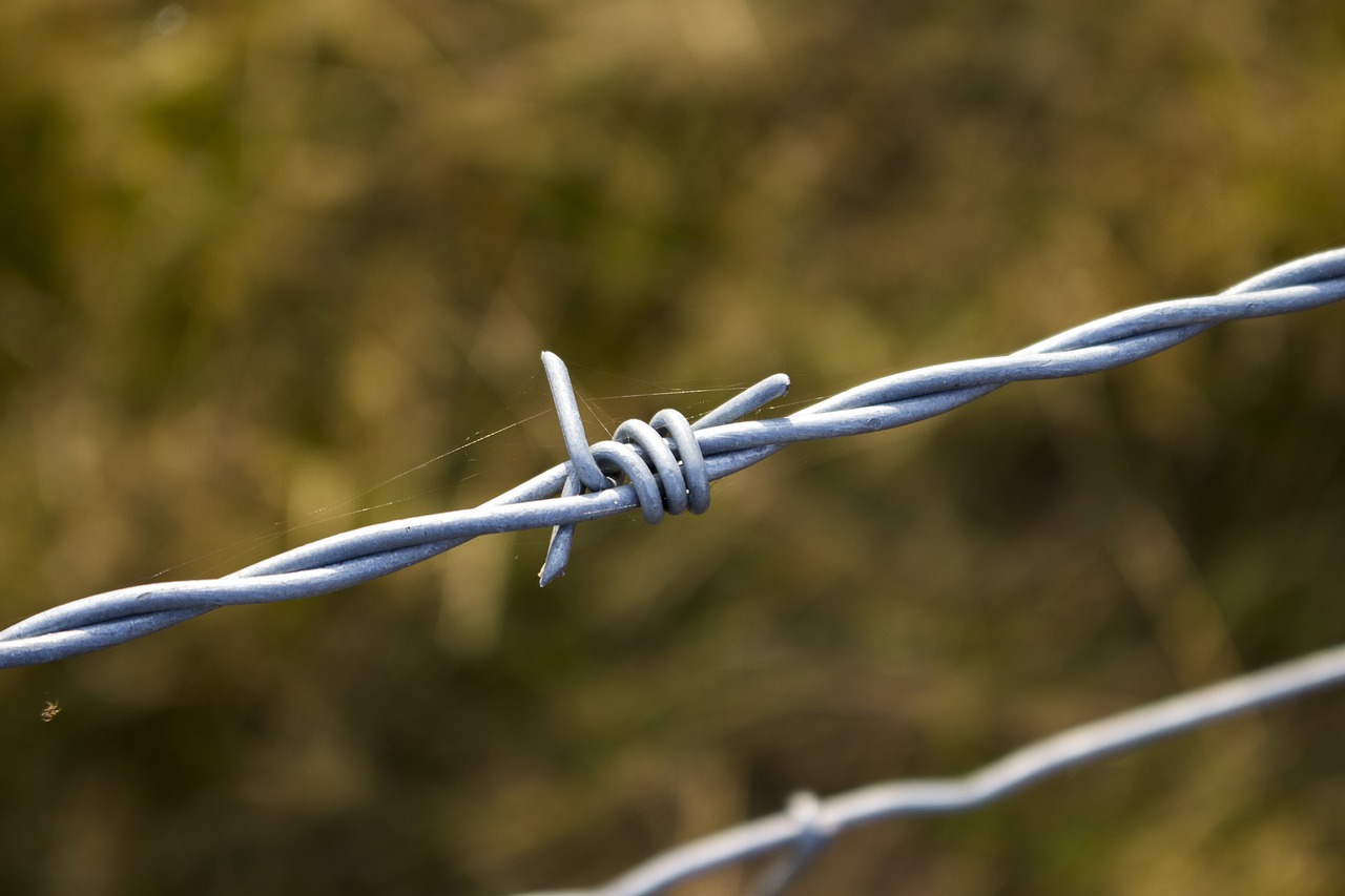 sting wire fence free photo
