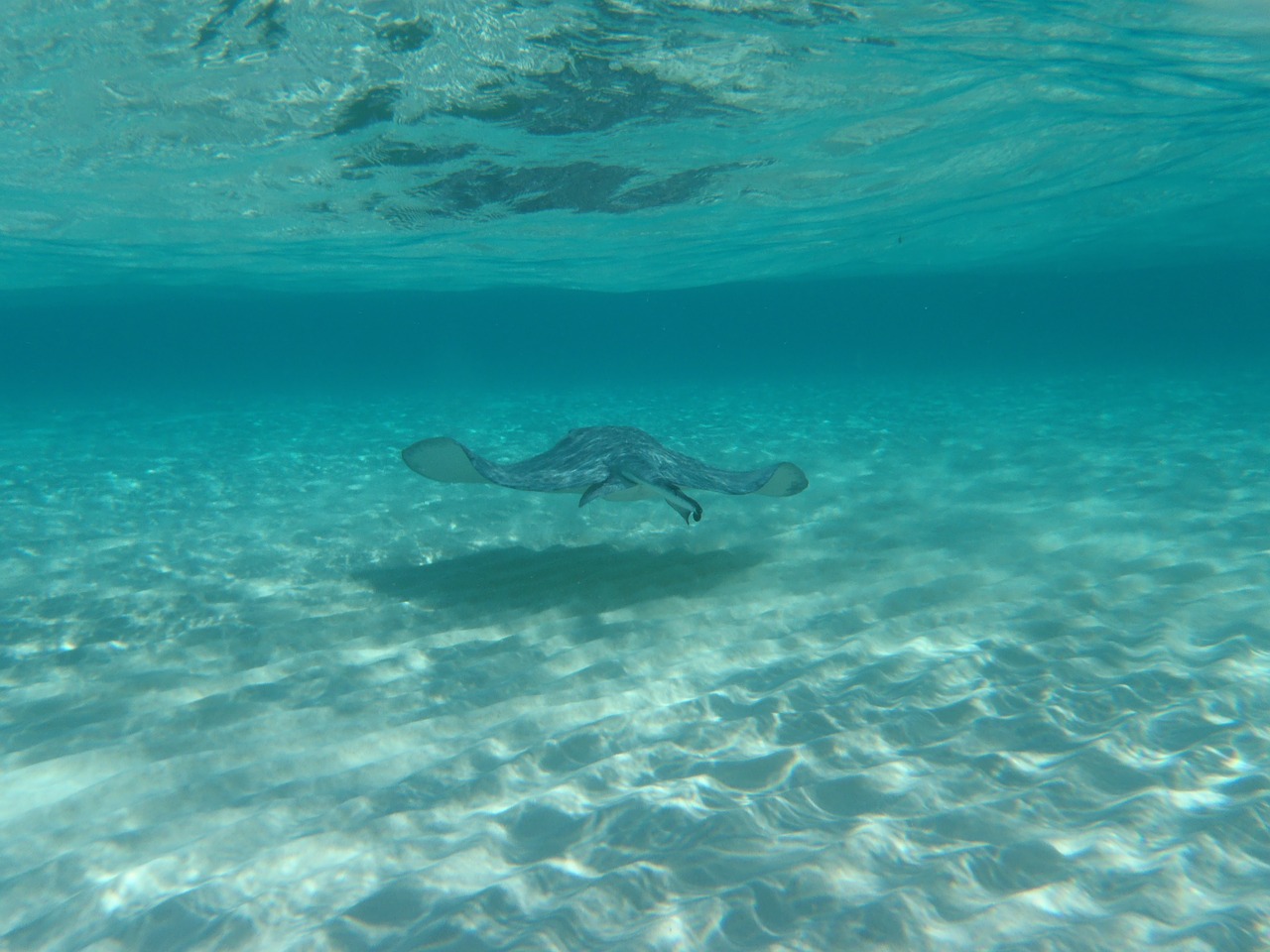 sting ray underwater grand cayman free photo