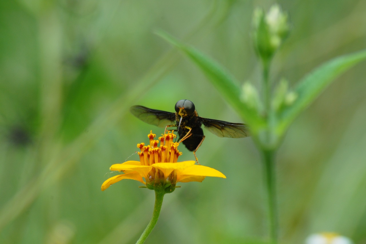 sting regional flying insect wings free photo