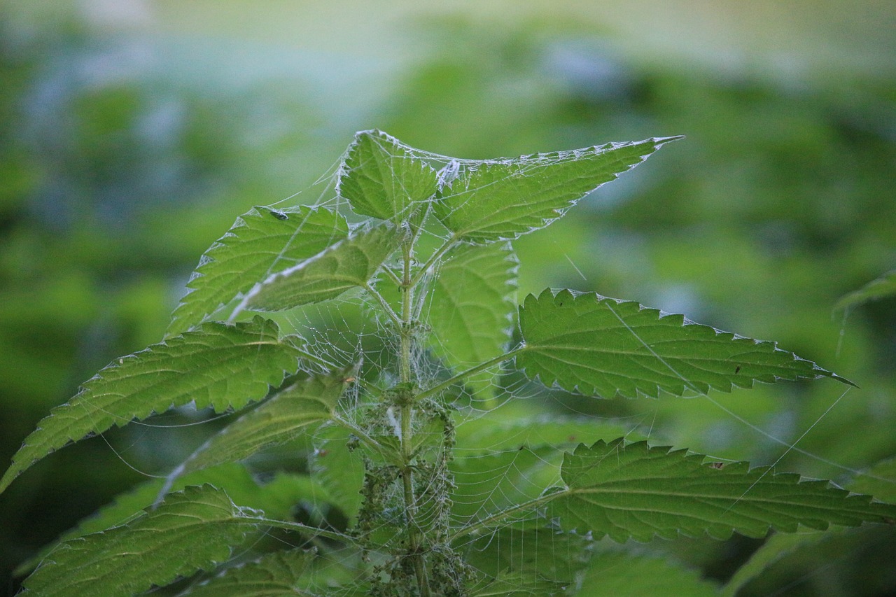 stinging nettle nettle plant free photo