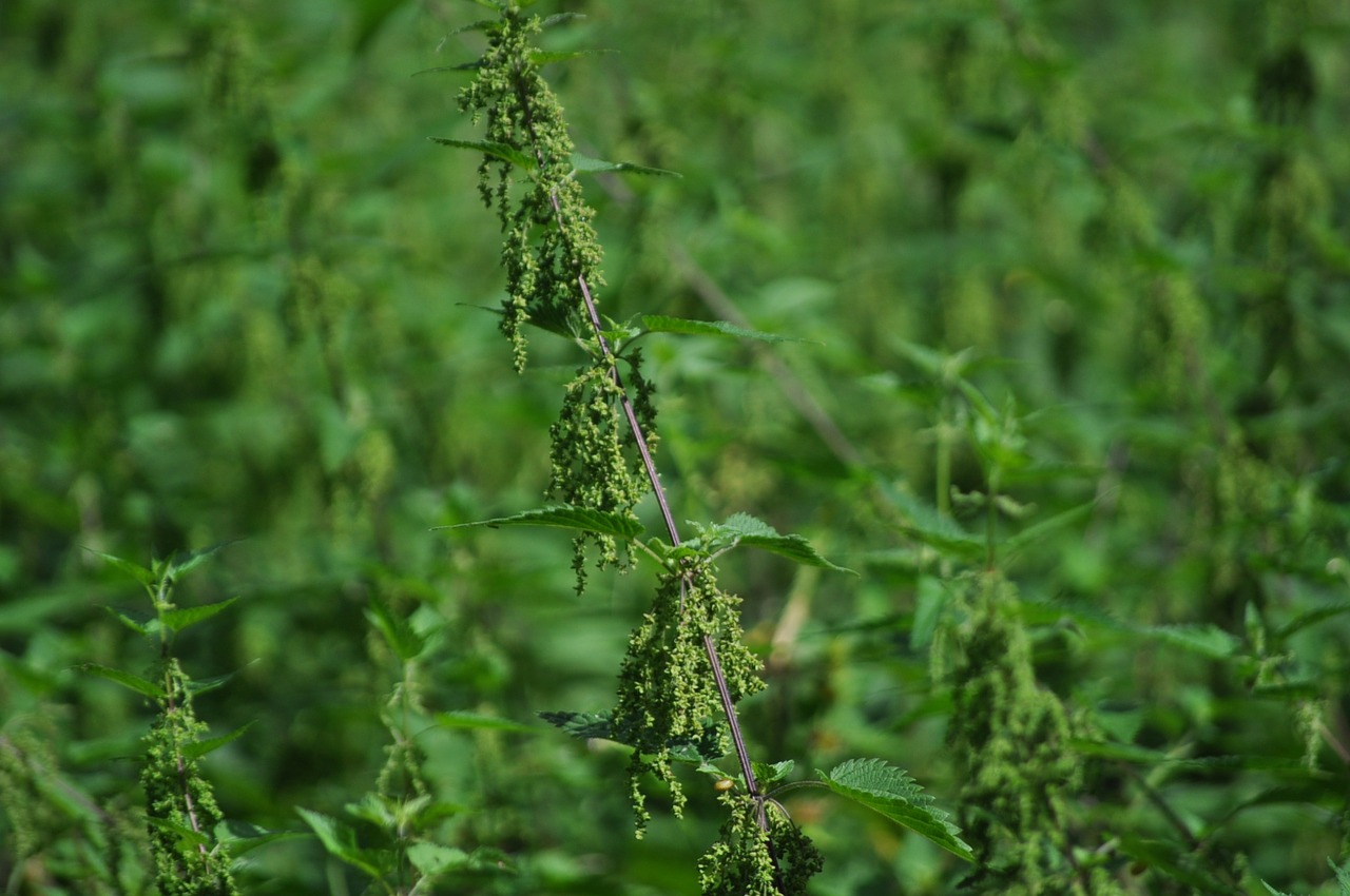 stinging nettle nature green free photo