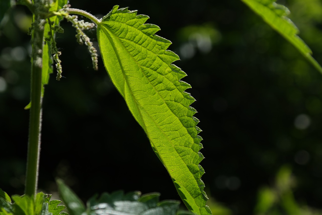 stinging nettle leaves burning hair free photo