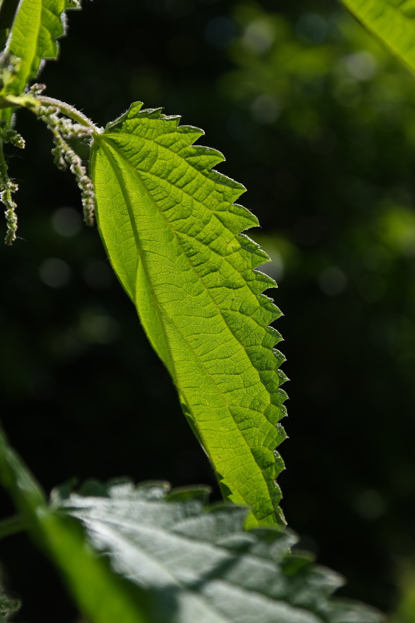 stinging nettle leaves burning hair free photo