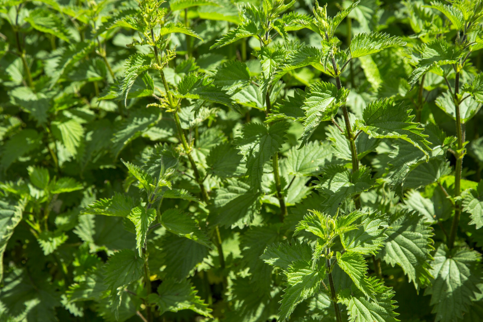 stinging nettle nature backgrounds free photo