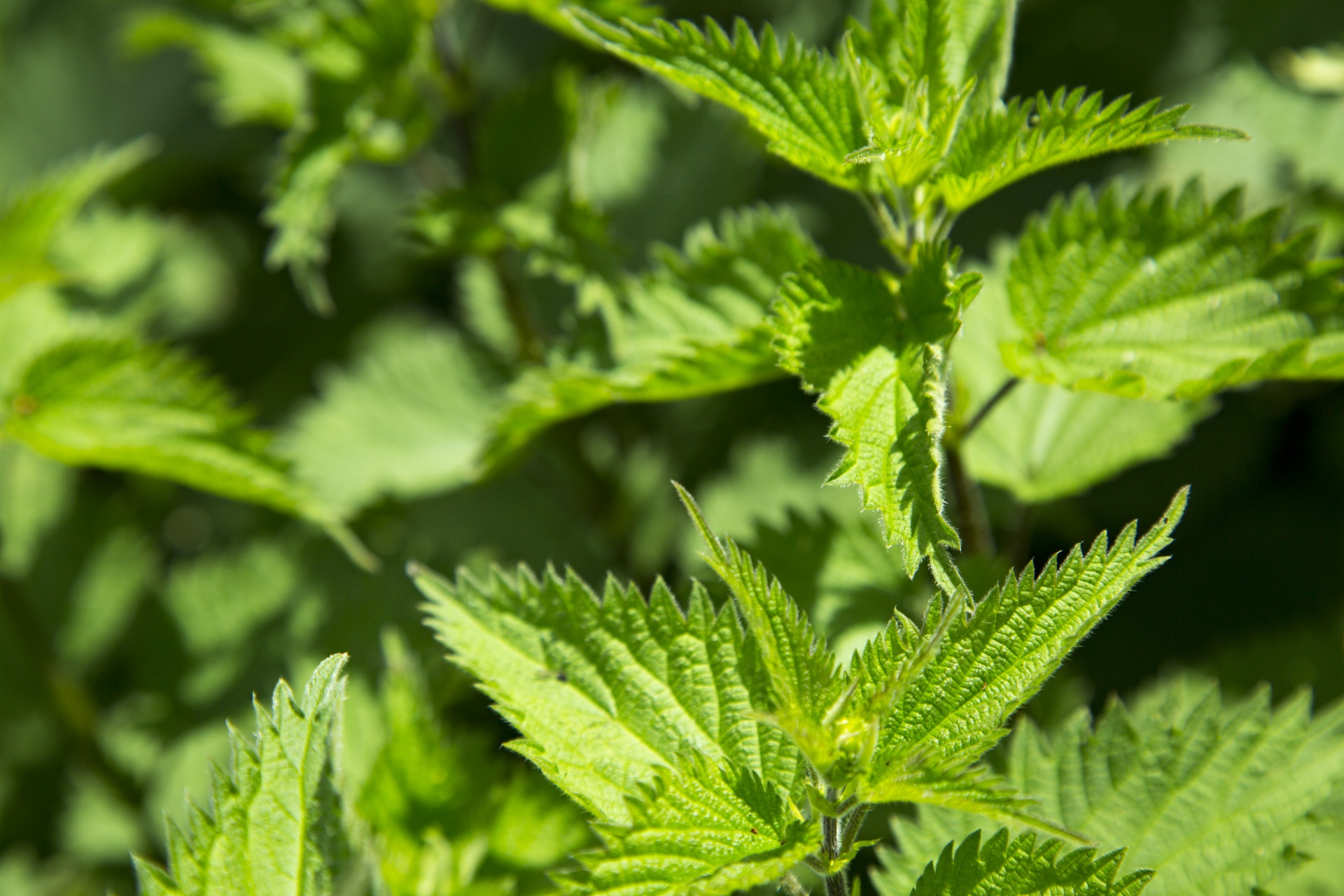 stinging nettle nature backgrounds free photo