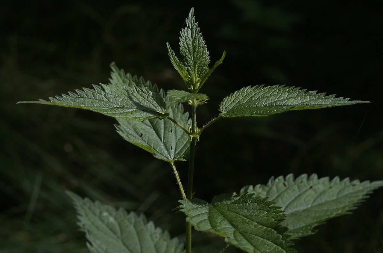 stinging nettle a medicinal plant urtica free photo