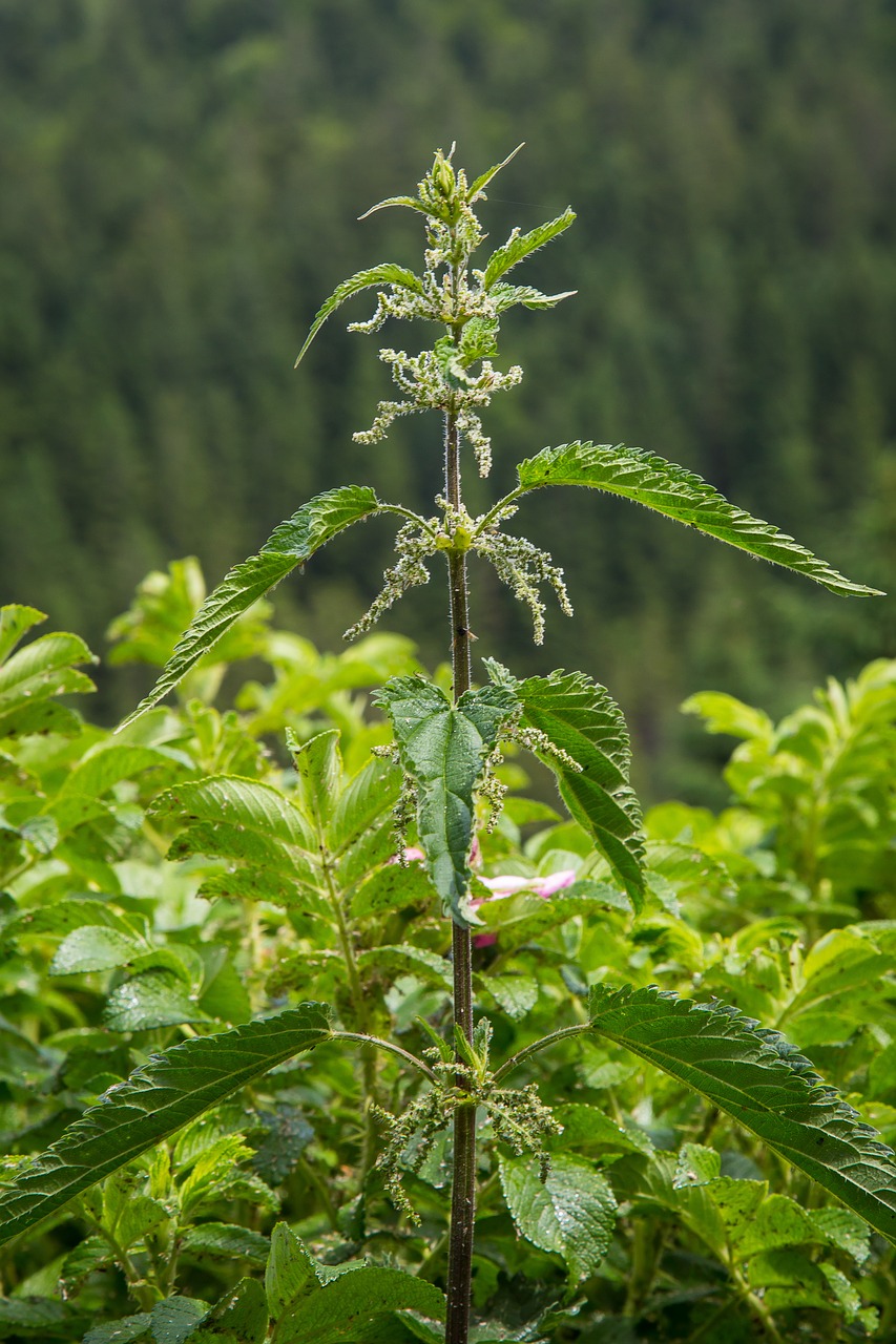 stinging nettle wild plant urticaceae free photo