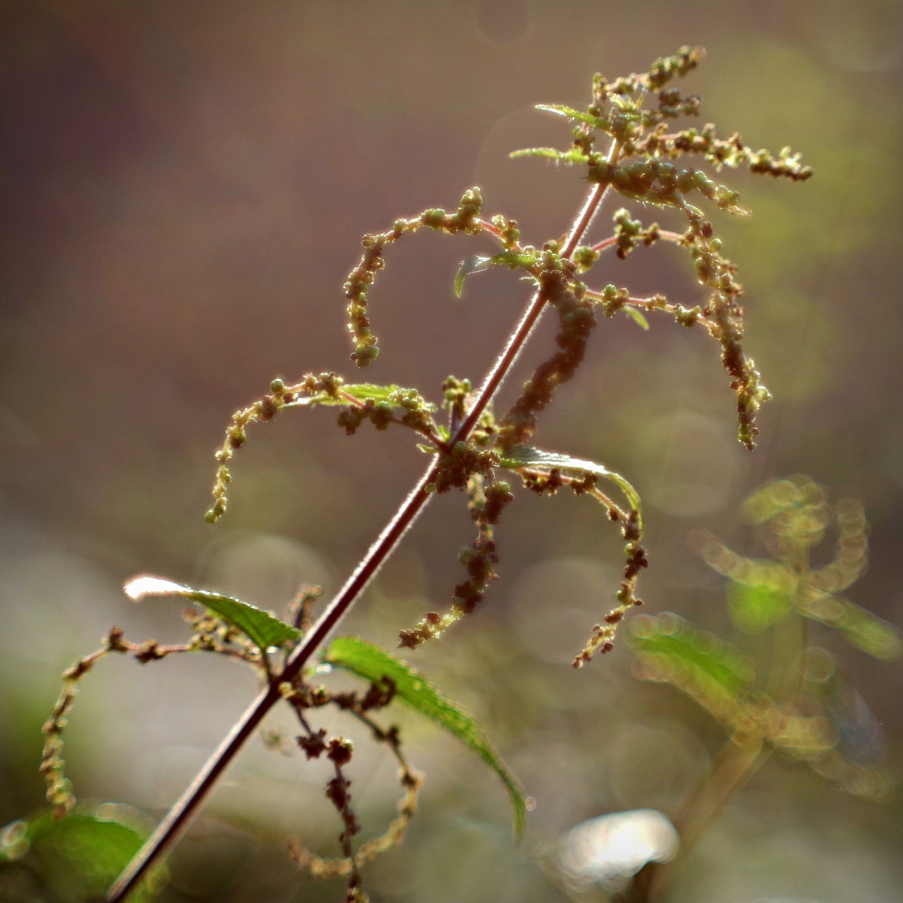 stinging nettle plant herbs free photo
