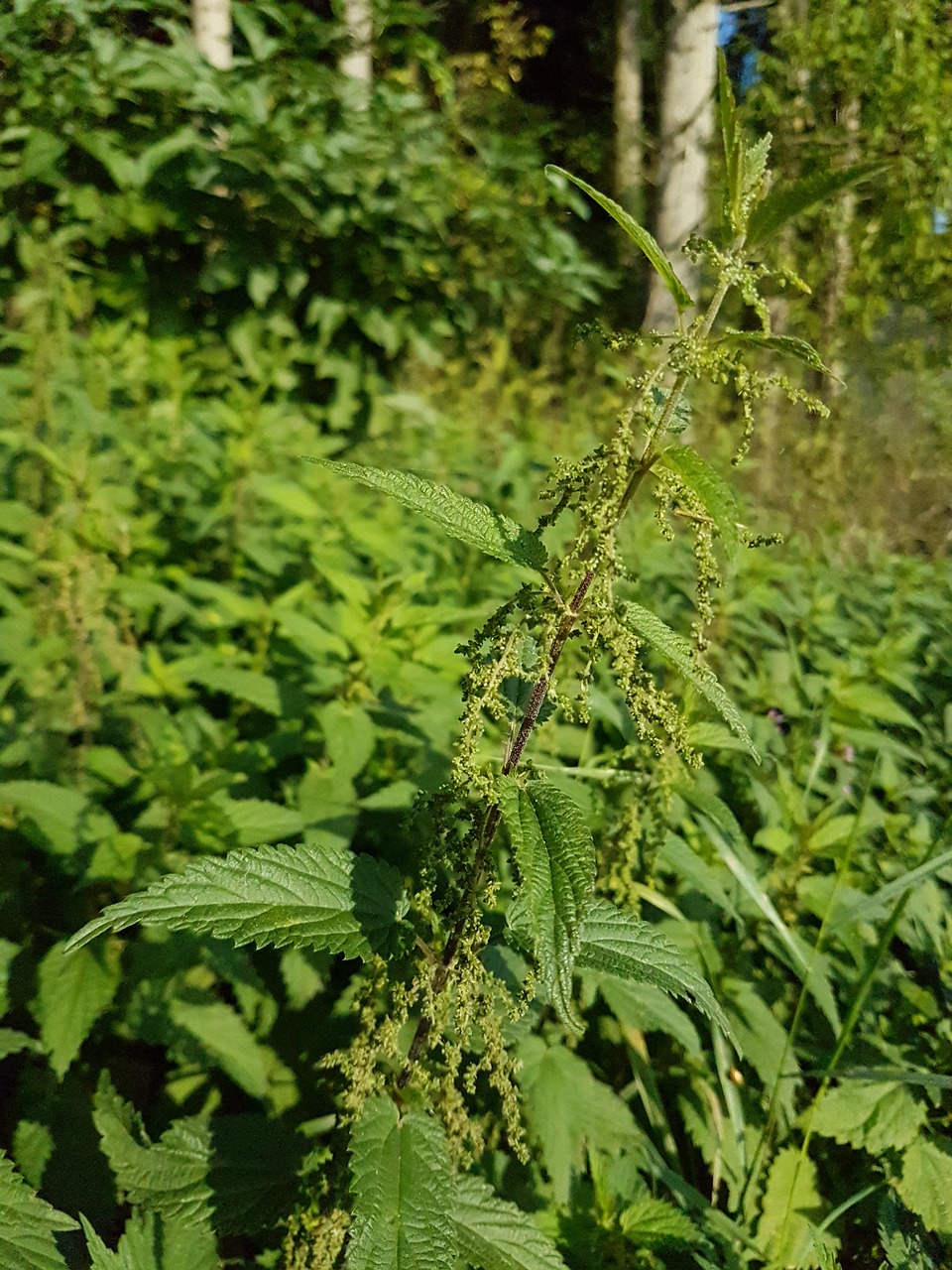 stinging nettle  nature  plant free photo