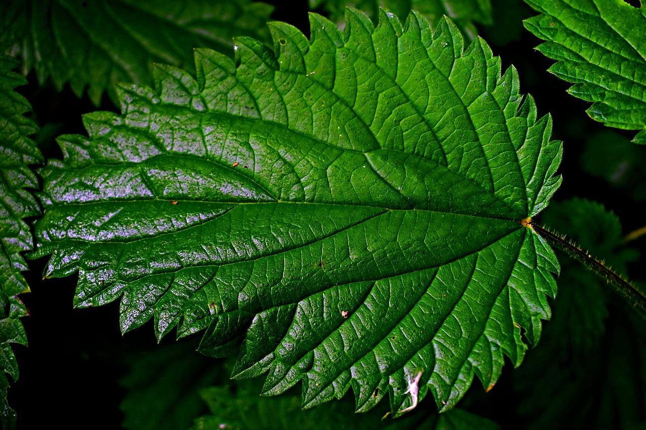 stinging nettle  macro  leaf free photo
