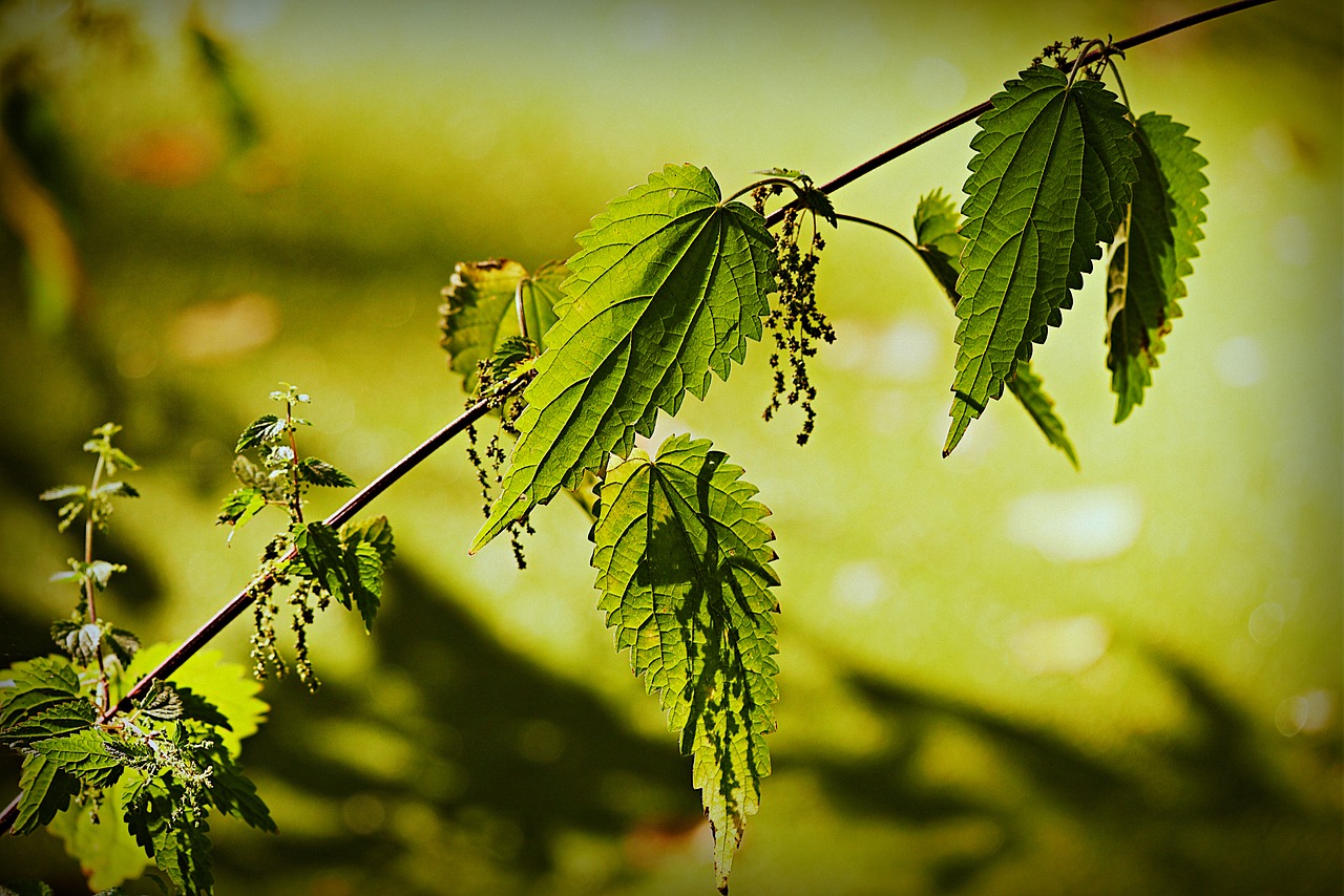 stinging nettle  plant  leaf free photo