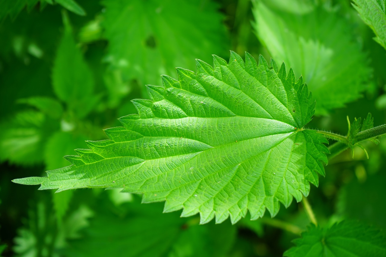 stinging nettle leaves burning hair free photo