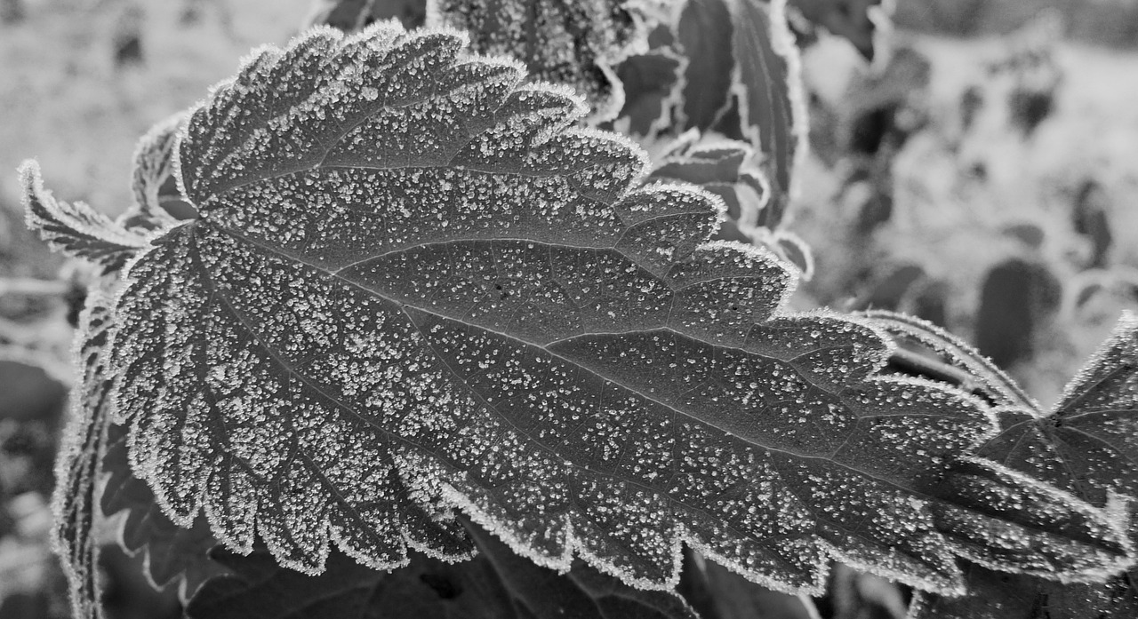 stinging nettle frost ripe free photo
