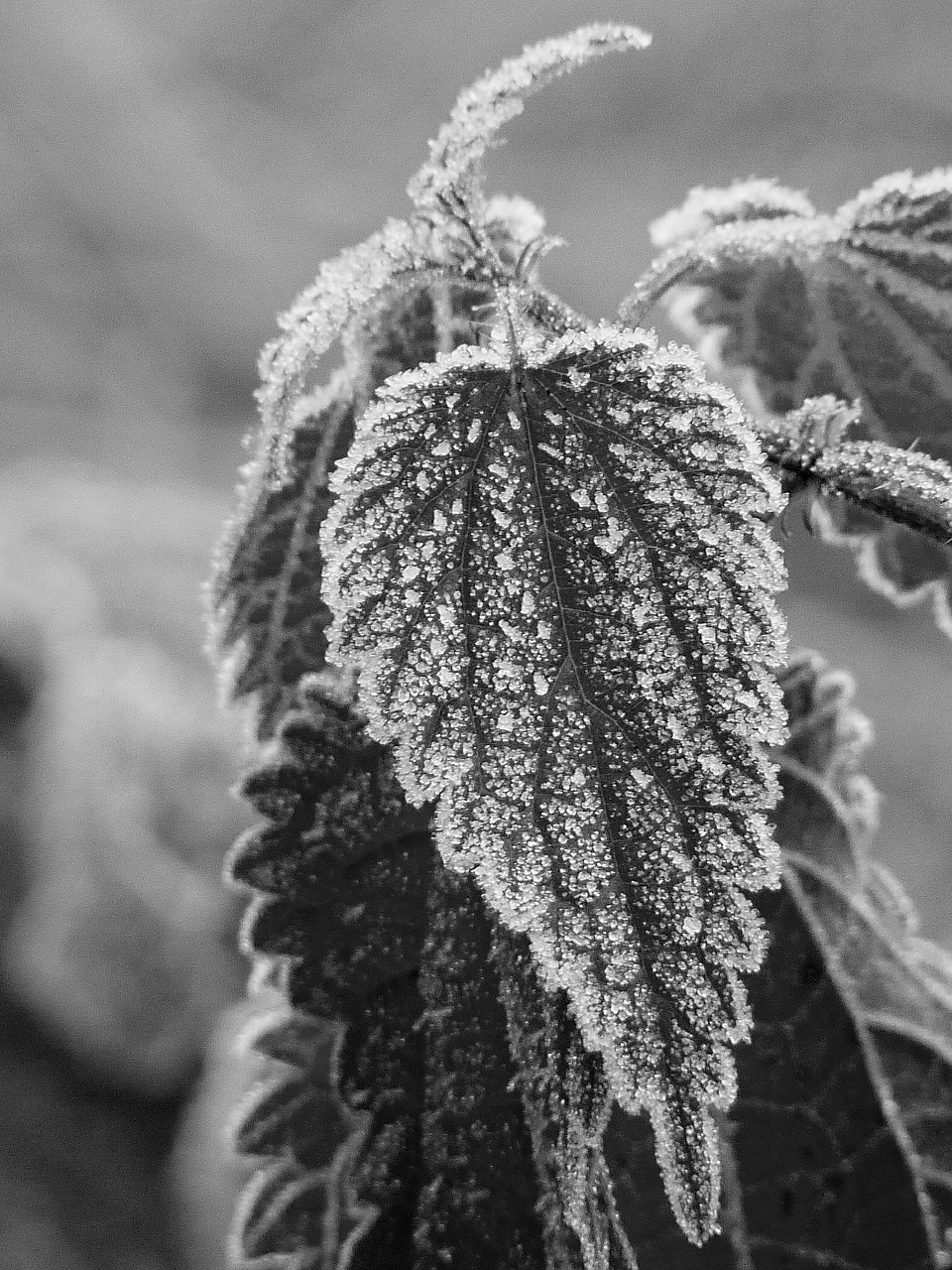 stinging nettle leaf frost free photo