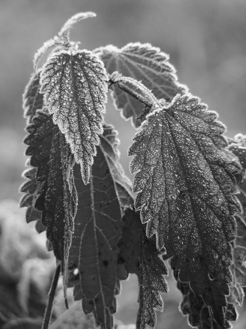 stinging nettle cold hoarfrost free photo