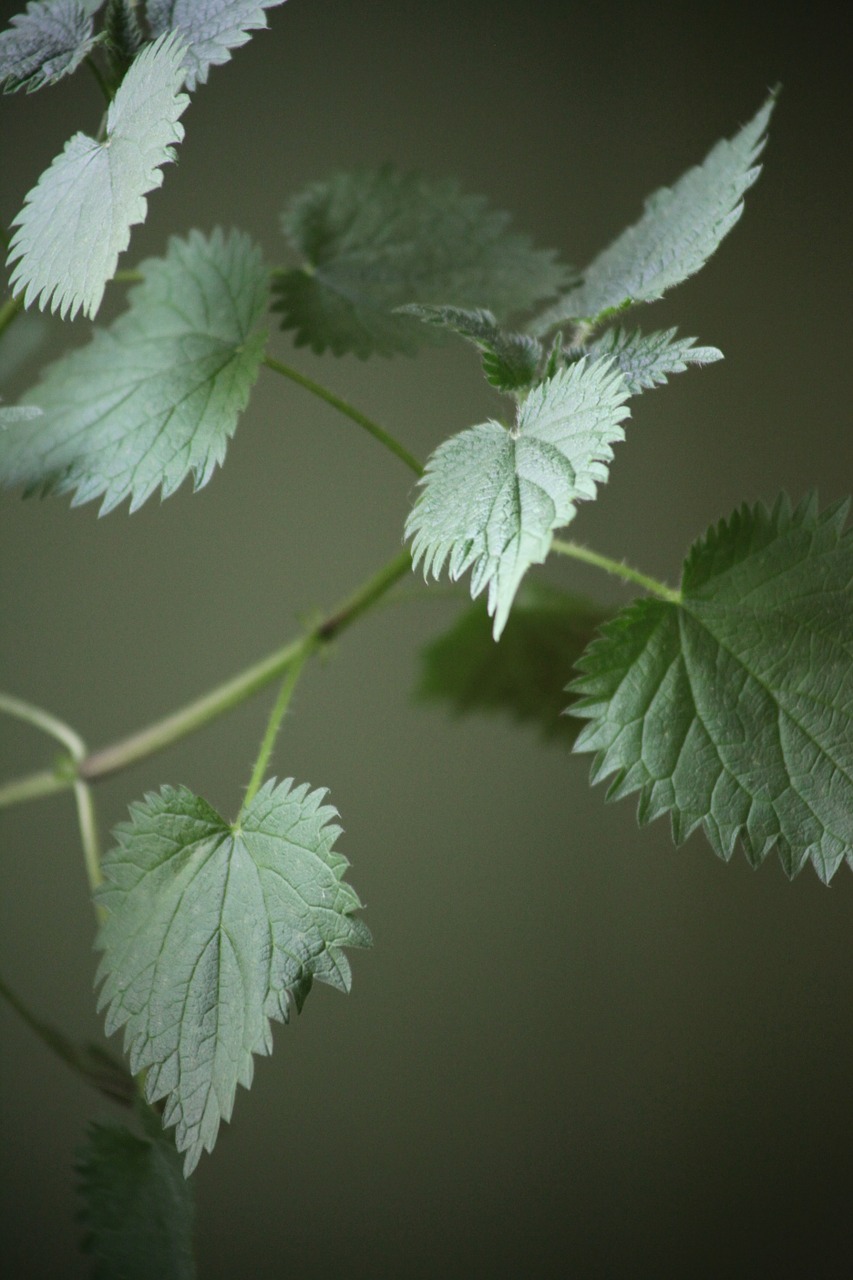 stinging nettle plant weed free photo