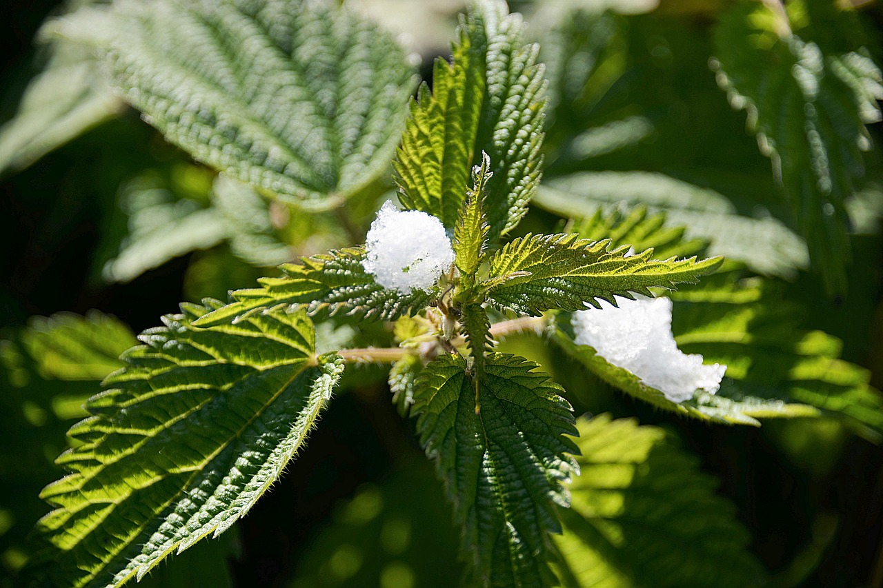 stinging nettles snow plant free photo